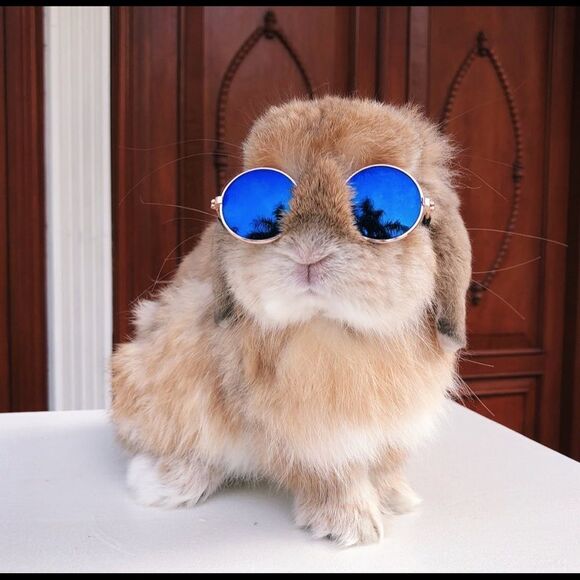 ⛔️CLEARANCE⛔️ Mini Retro Pet Sunglasses - Picture 6 of 15